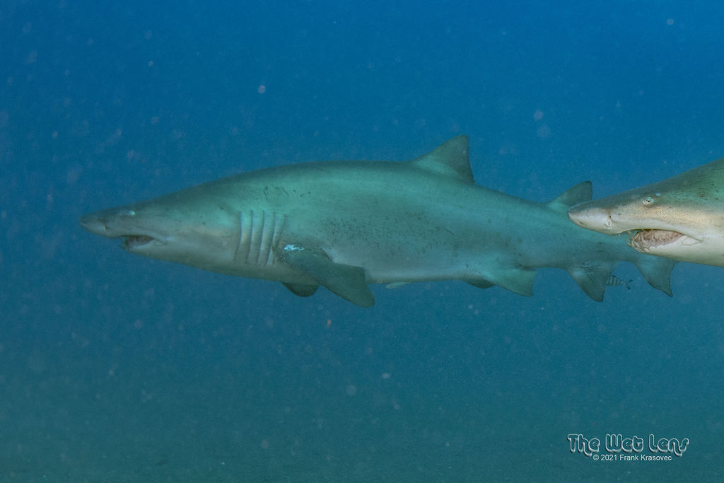 021fb037-b343-4588-9fe3-3b604cbc18b6