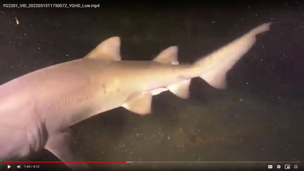 16a0f6eb-5064-49b5-b0df-f2400ed3c348