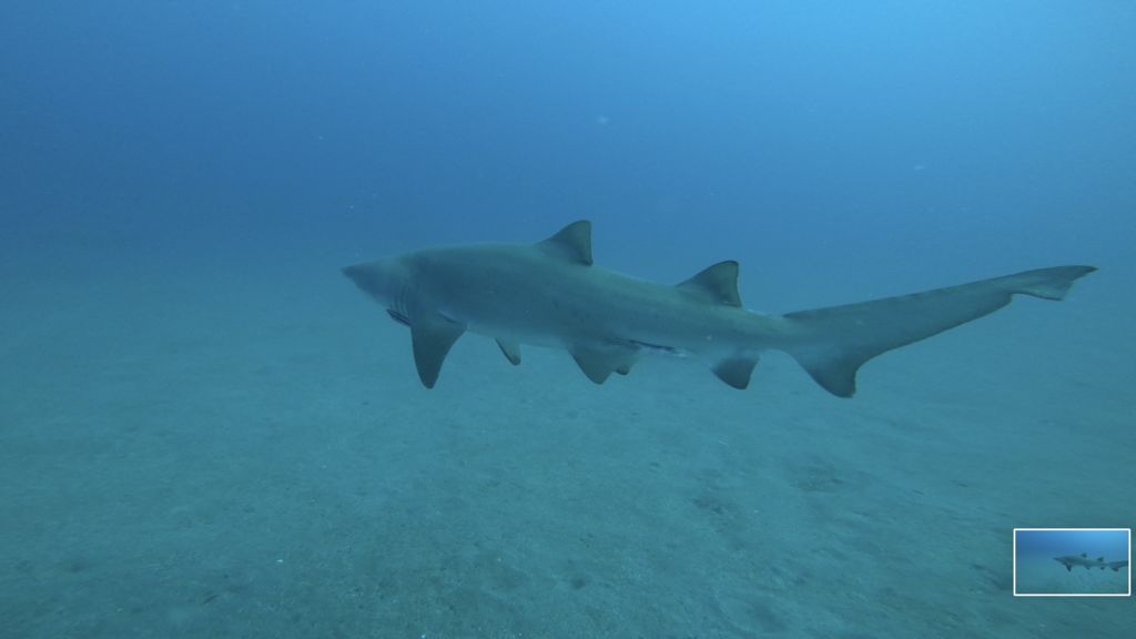 33d79661-e945-4512-9622-6899ce024f81