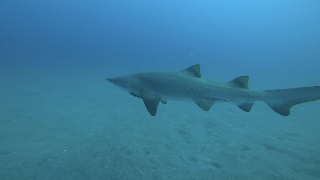 33d79661-e945-4512-9622-6899ce024f81