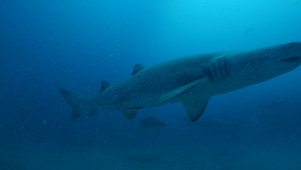 875ae204-e6a4-4fbb-b40e-431319fa5ea6