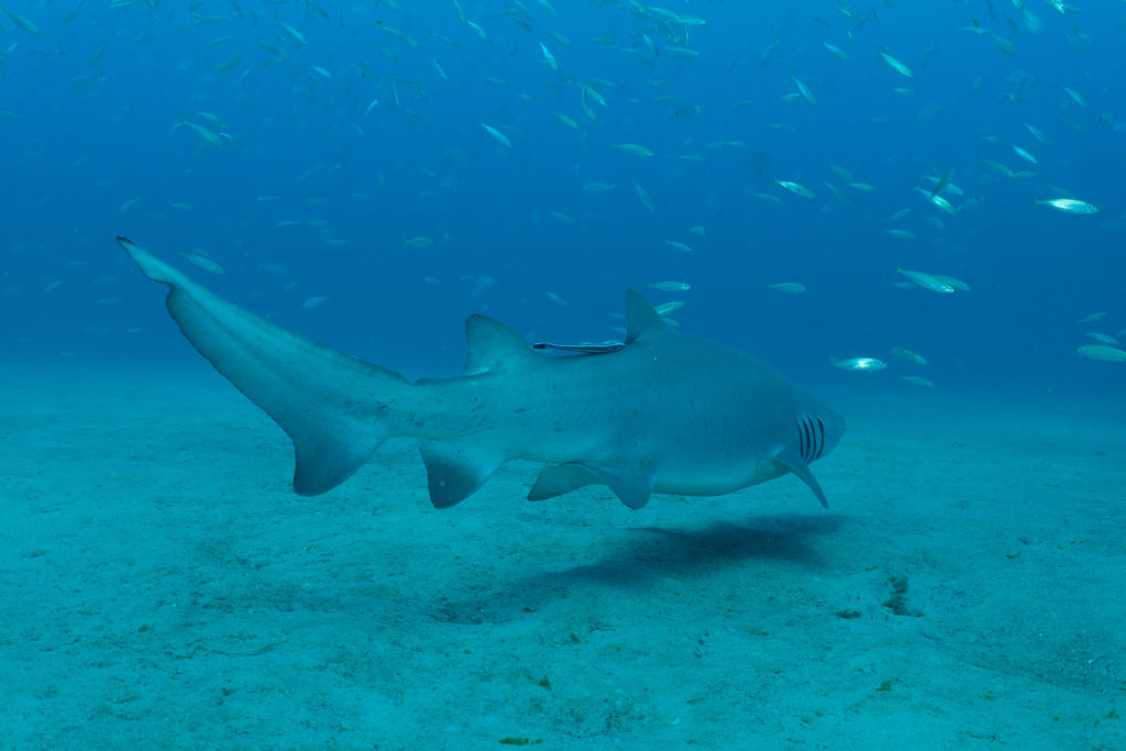 82e632a7-0f93-418b-8d37-b8613f5ccdb0