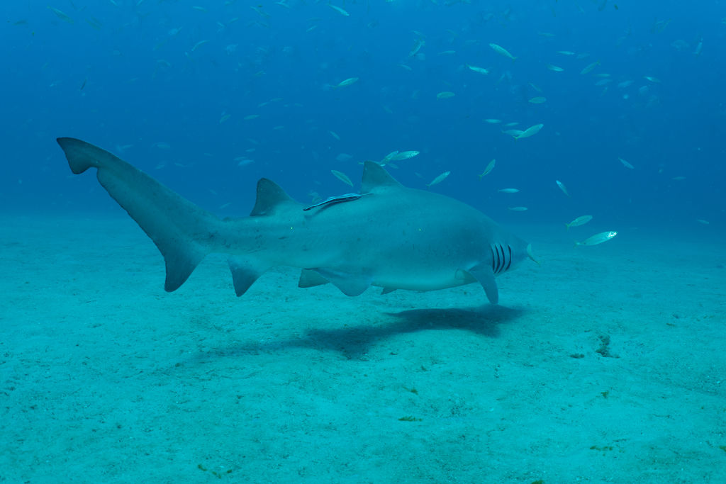 82e632a7-0f93-418b-8d37-b8613f5ccdb0