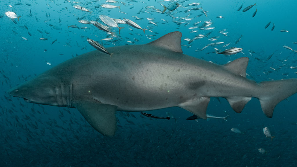 1b774b54-8821-4871-bbcf-cb75684cfe97