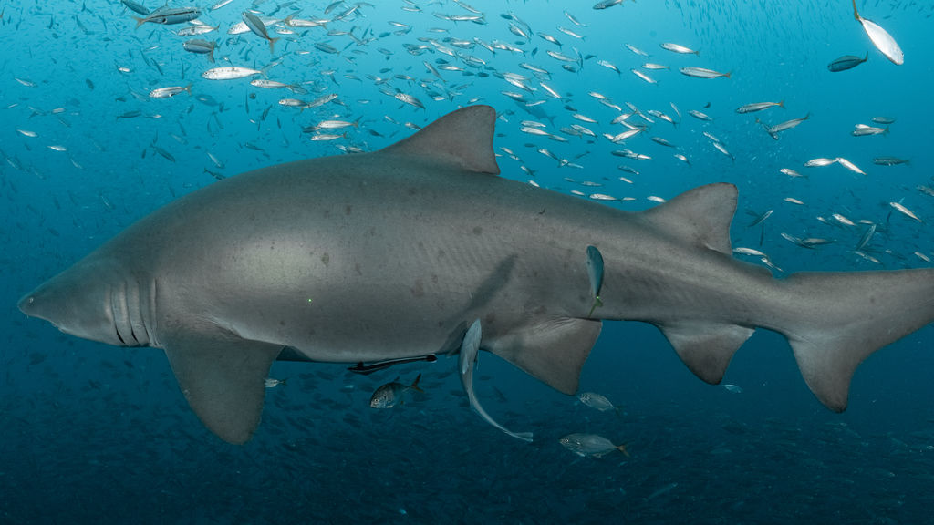 1b774b54-8821-4871-bbcf-cb75684cfe97