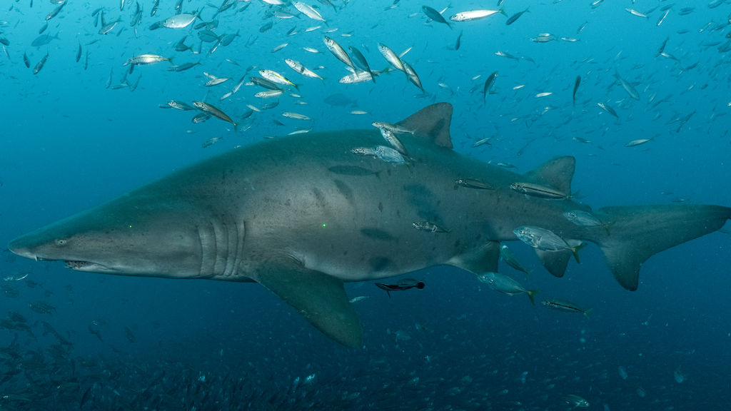 1b774b54-8821-4871-bbcf-cb75684cfe97