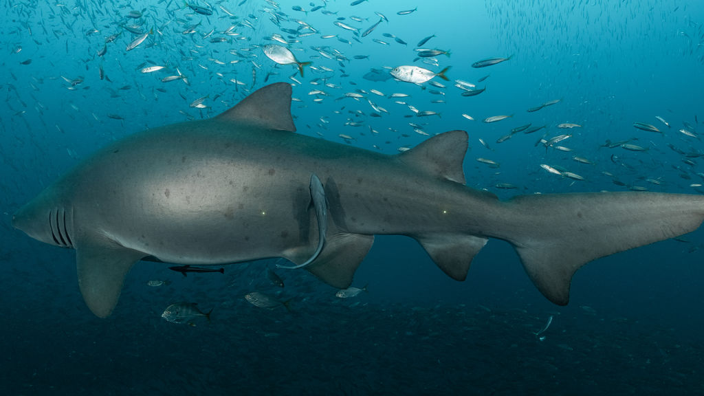 1b774b54-8821-4871-bbcf-cb75684cfe97