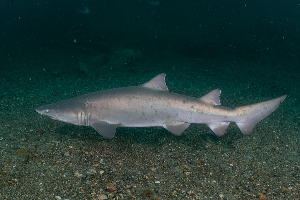 14cad7d4-f50d-46ff-84a4-d3733102c333