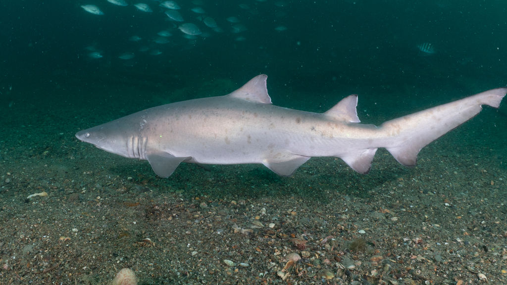 14cad7d4-f50d-46ff-84a4-d3733102c333