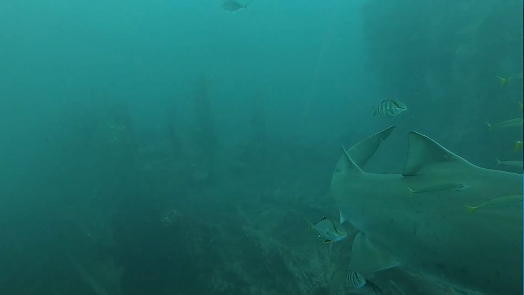 6fd5cdaf-eb2a-4cc1-9584-1054d72c8e5f