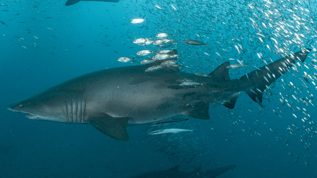 ee5ce1d7-fdb7-46b3-8ed4-c145ecefb65f