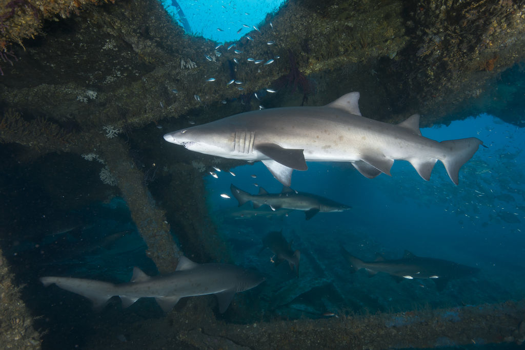 a485a031-03c6-4816-8999-16bf589d3b21