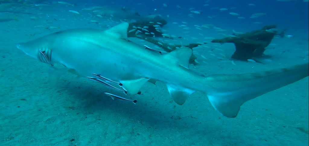 4dea5930-0527-4fac-9256-a23c74fa0558