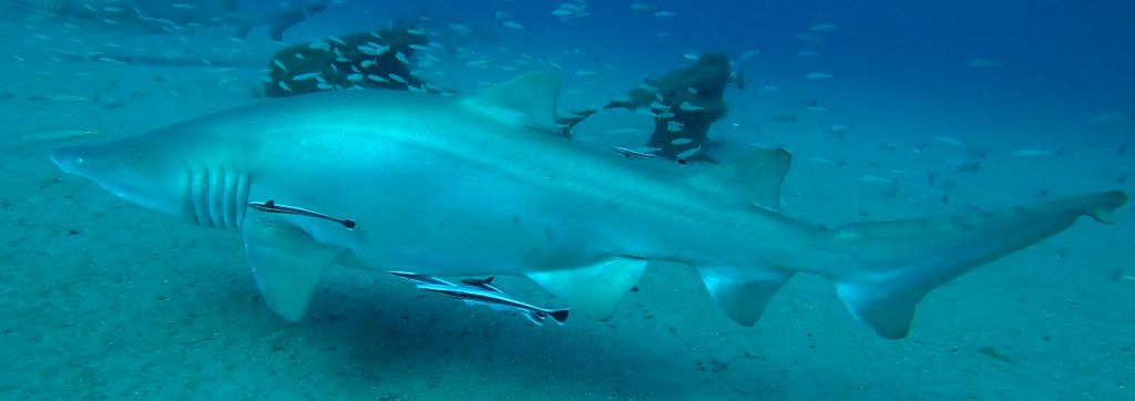 4dea5930-0527-4fac-9256-a23c74fa0558