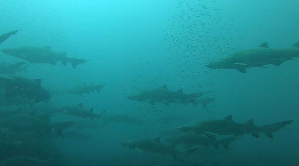 1bc14449-614e-4e99-ab54-d3a32c850cd3