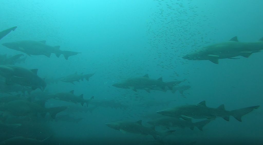 1bc14449-614e-4e99-ab54-d3a32c850cd3