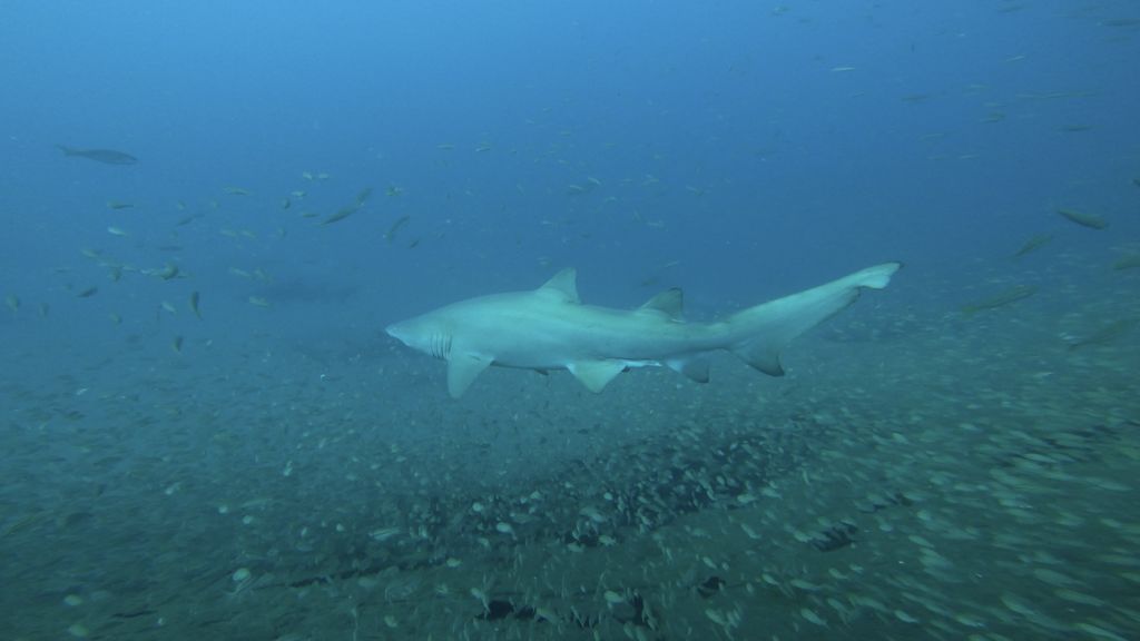 56abc03a-174c-4d35-9a30-71f89bbb097f