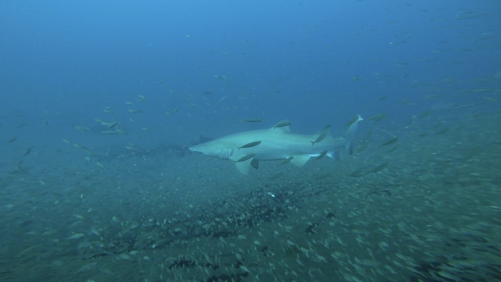 56abc03a-174c-4d35-9a30-71f89bbb097f