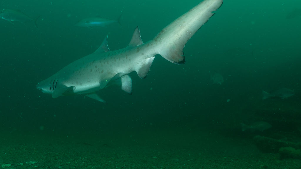 755a66e4-cddb-4d2f-81aa-0b5635039ee9