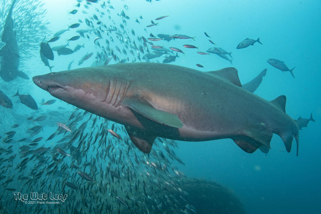 bac66b08-2083-48e2-b6e3-3f0061557479