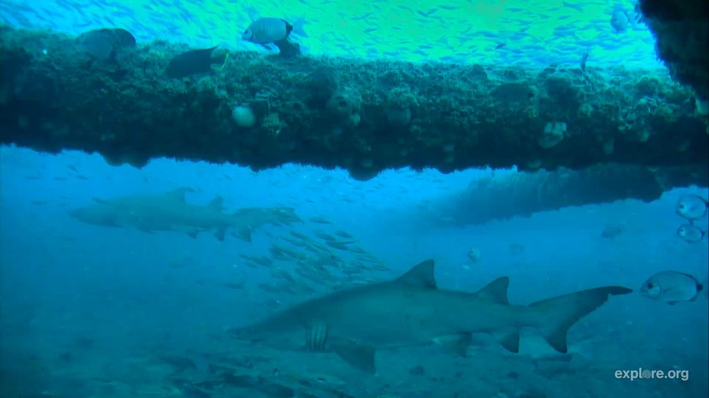 c3de17d8-5ad7-4ae5-801f-1030366ea366