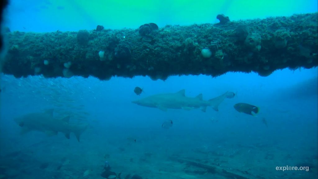 c3de17d8-5ad7-4ae5-801f-1030366ea366