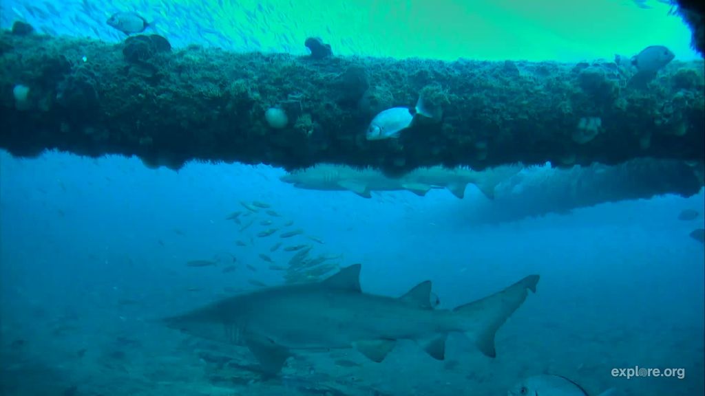 c3de17d8-5ad7-4ae5-801f-1030366ea366