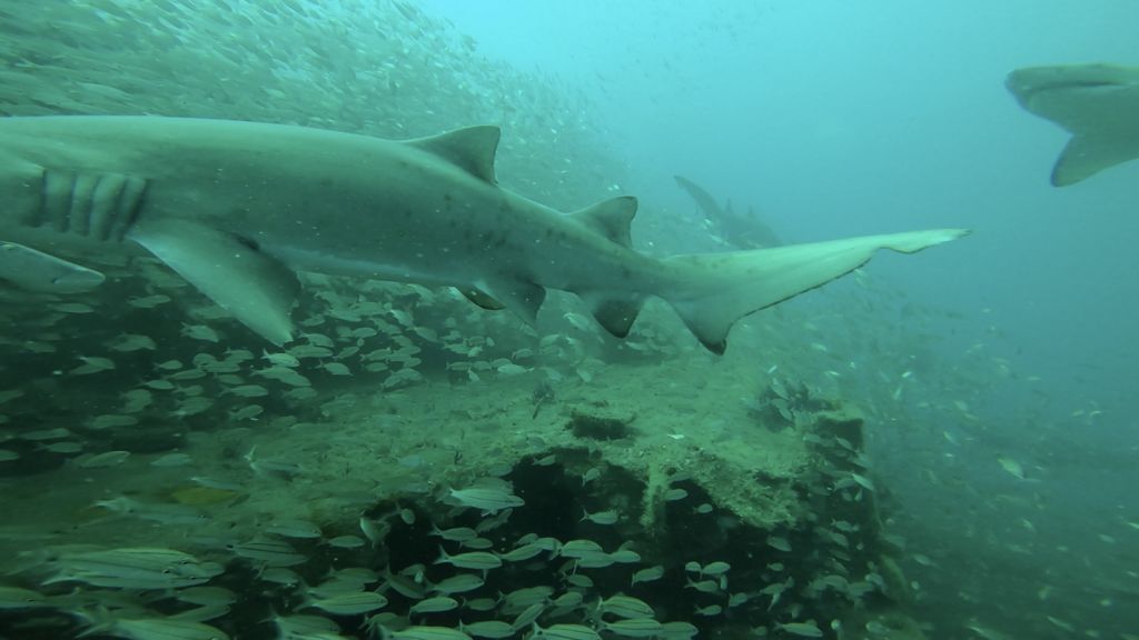 62b9f42c-8fae-40e9-8e22-f19dff333f94