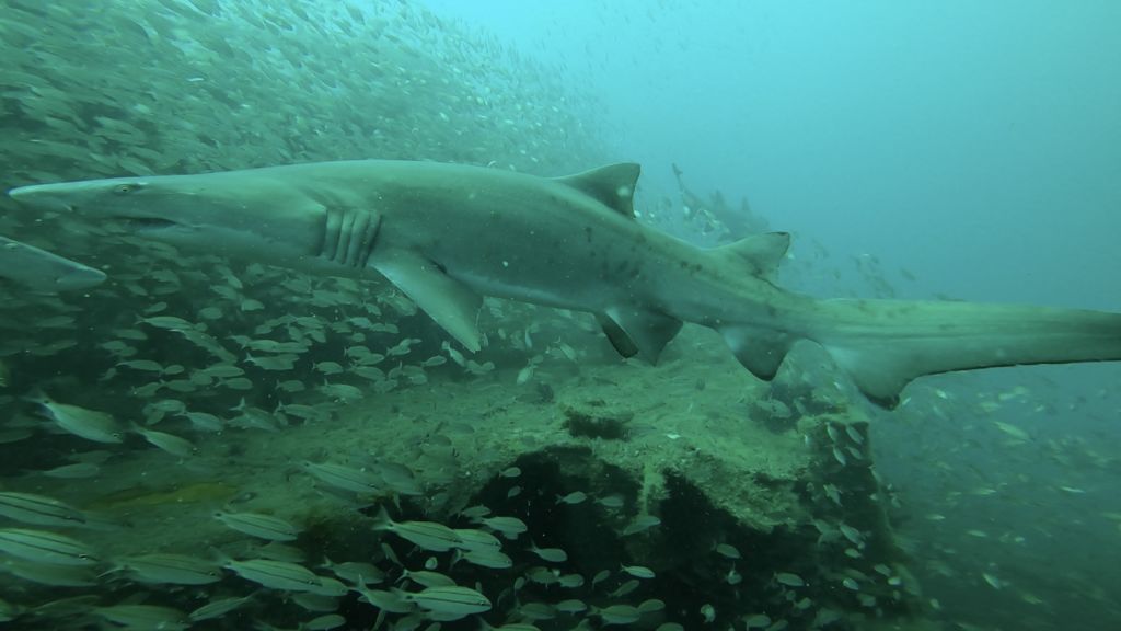 62b9f42c-8fae-40e9-8e22-f19dff333f94