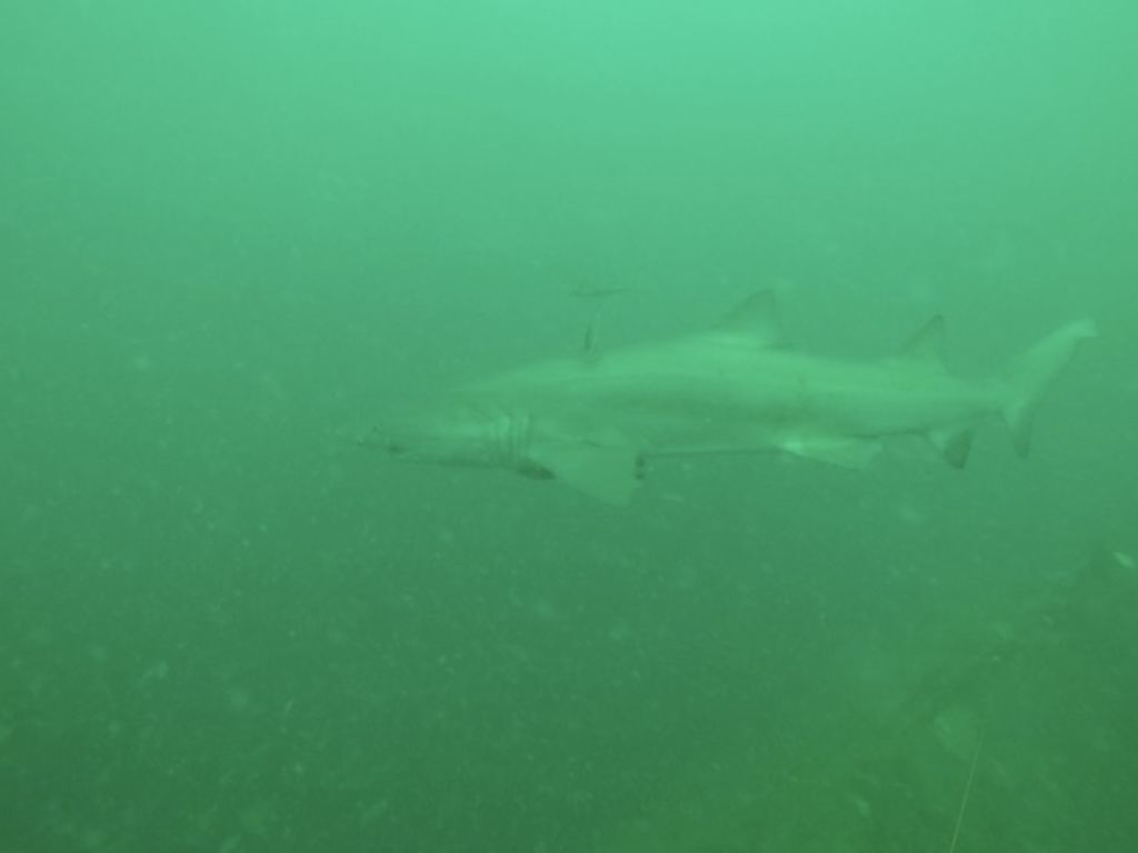 ec6cc637-dc5a-49b9-92fa-07e25bde4900