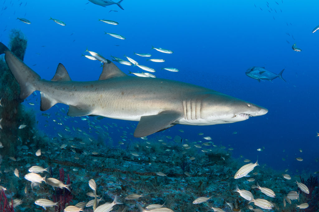 554c73fe-685c-483a-a3c9-0b0b6708076b