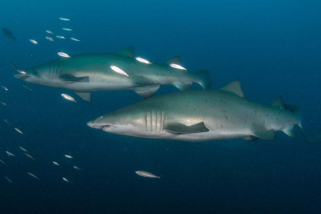 f4197a2a-7951-4cb6-957a-524ca7de666d