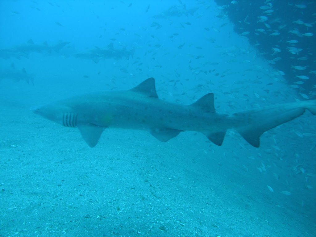 f6af5a51-016f-4559-8ab0-1c2051953d61