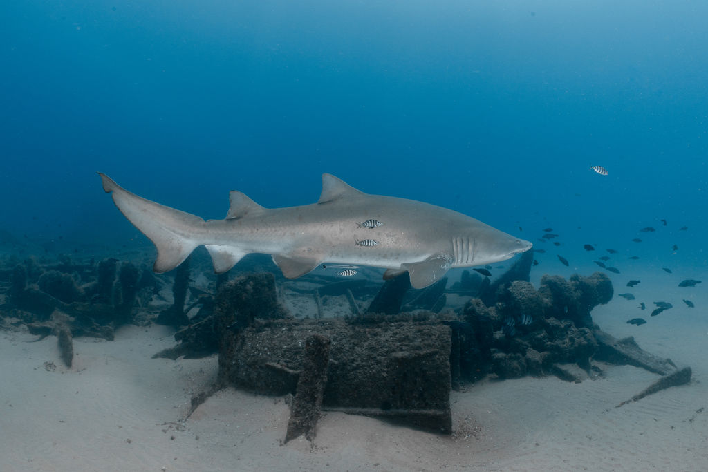 f92ac308-9e6e-4b96-af63-ba2edb434640