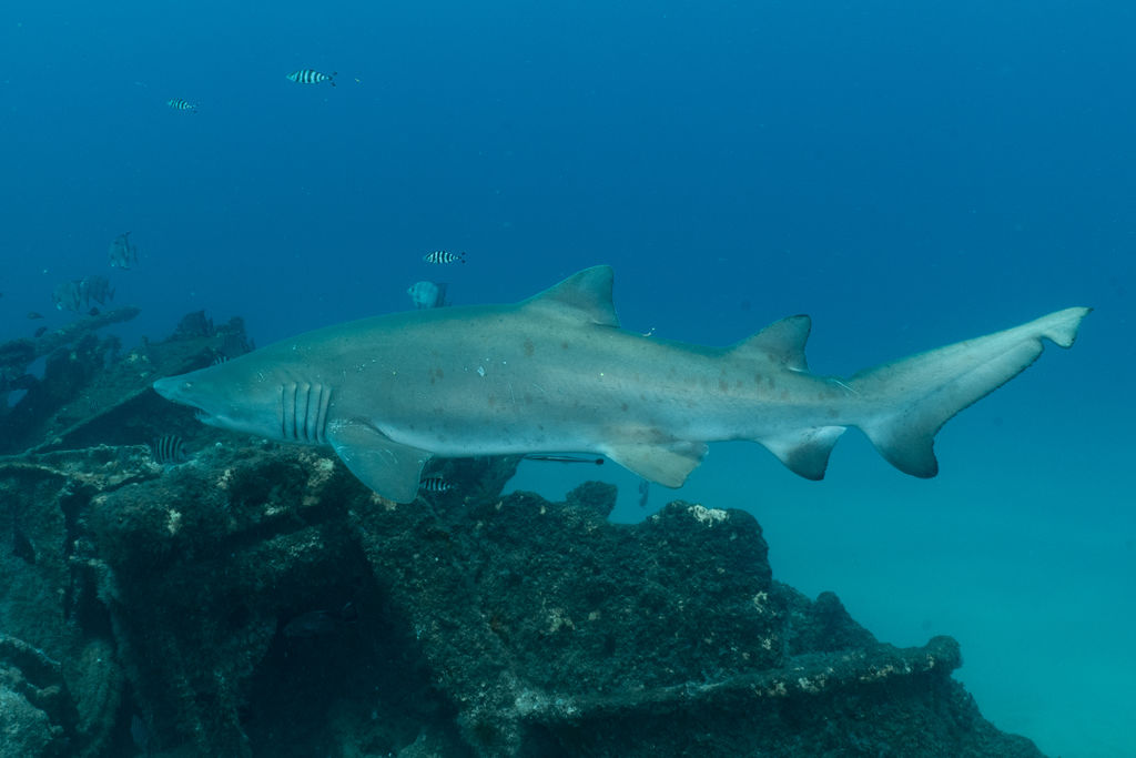 f92ac308-9e6e-4b96-af63-ba2edb434640