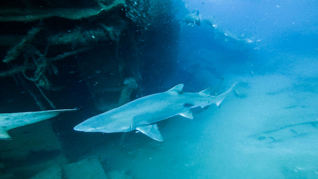 4e924caa-f1a5-47c4-9801-08cb40bb6ab3