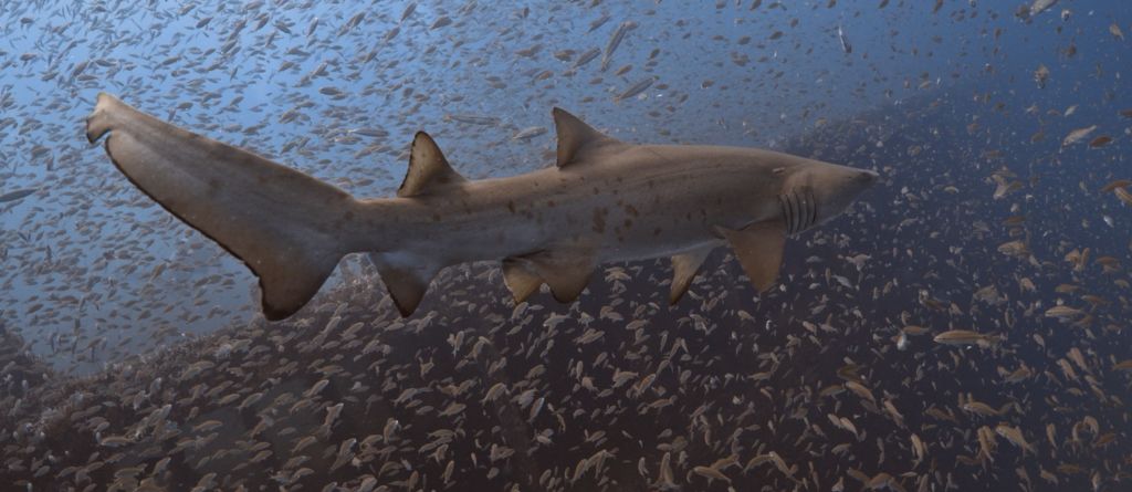 8ea84b81-6bb4-46e5-a8f2-f2e4e1ff2005