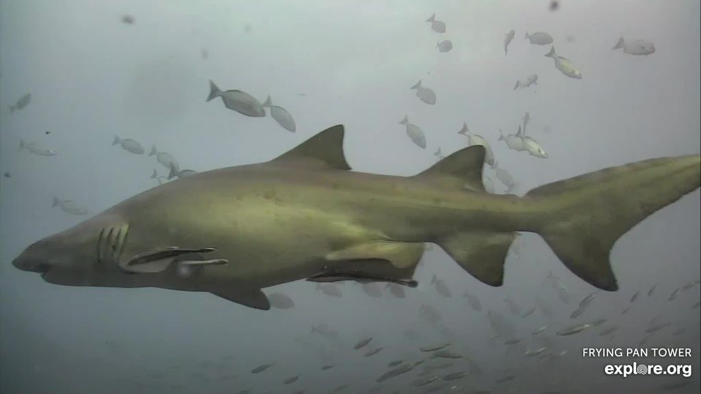 41e5bde0-9397-4a94-8987-cf35594c4d4f