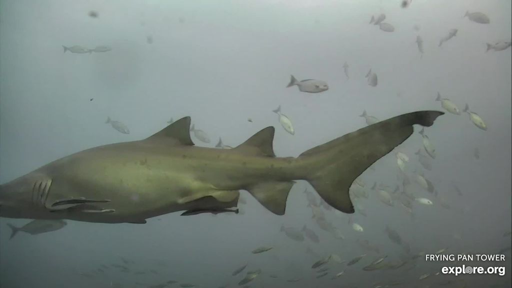 41e5bde0-9397-4a94-8987-cf35594c4d4f