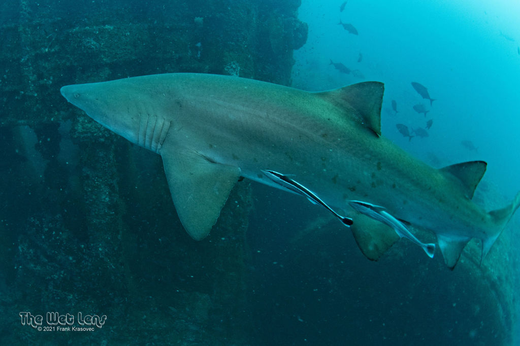 42dd8b6d-9918-4d84-a9c5-df428e5b017b