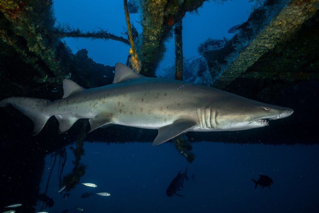 cd1be1a2-f428-49e1-b320-030a5e2375cd