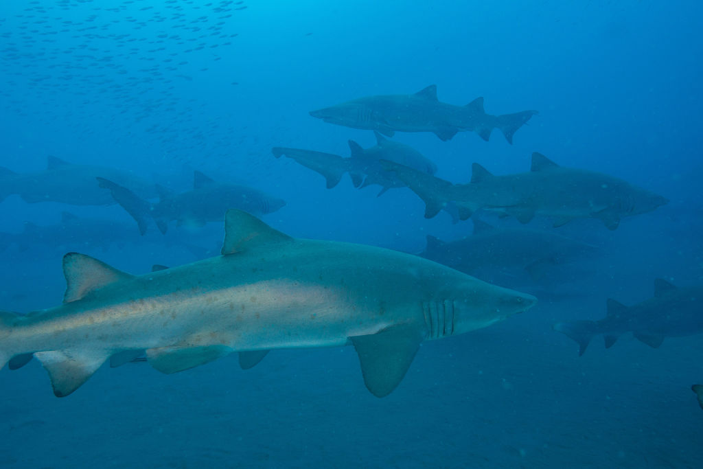 0f10fed6-30f8-4c92-a7a1-8612a6e32d5b