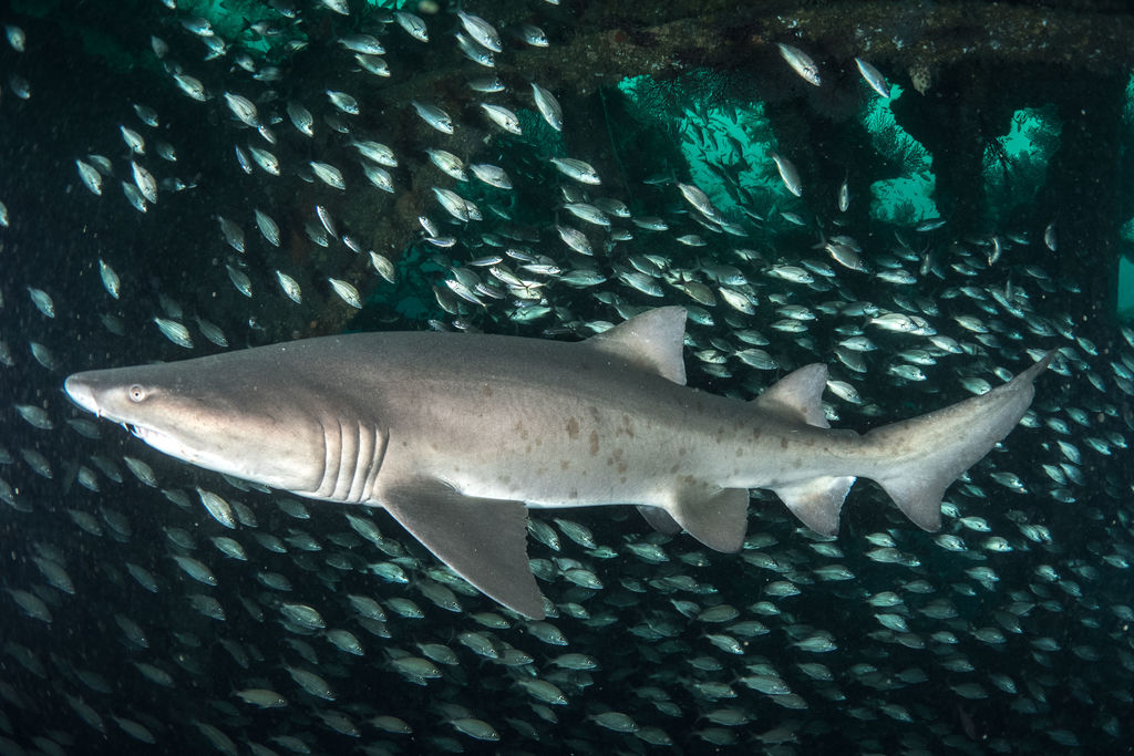 9af204f1-094f-48d3-8cf4-be776cb2ff2e