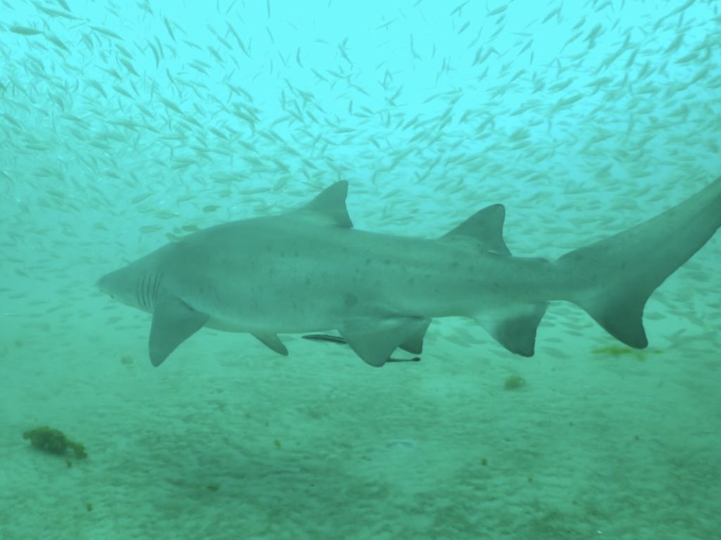 9536e7a5-fb99-4d64-9595-20d683d8f10c