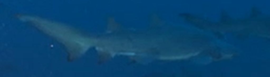 921a6e68-326b-49e5-9efb-b9c4cb75dae6