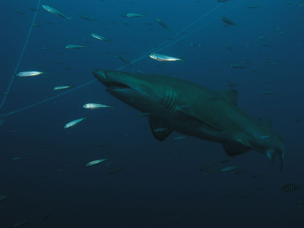 806eca81-0823-43dc-92ae-cde77cbab856