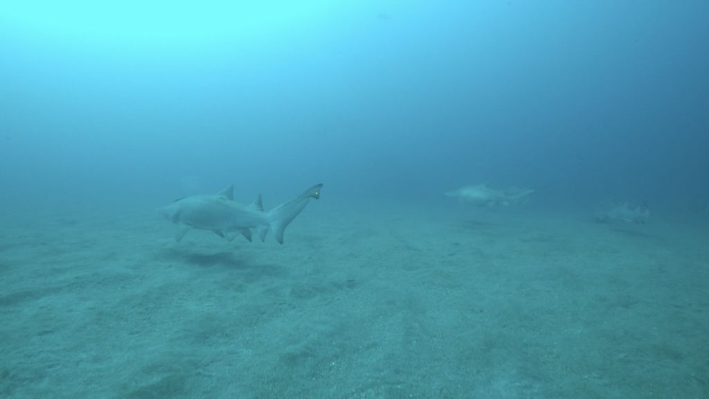 62b6c160-0666-4726-ad24-021eb5d47378