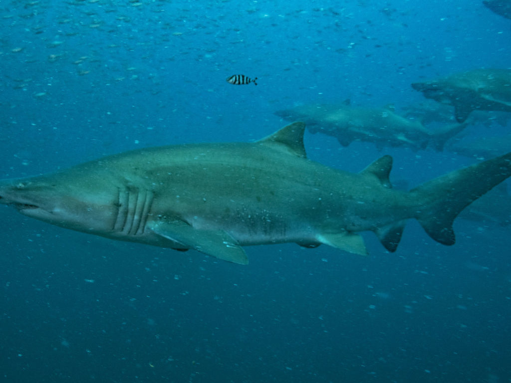 cfae2eab-9d6e-443f-8e79-a41365fbbda2