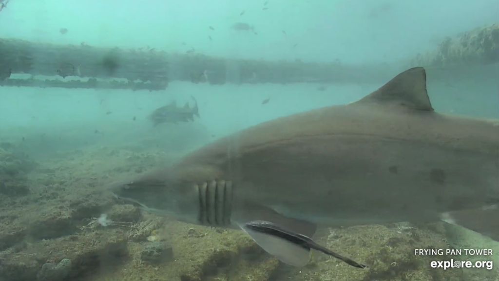 fc92307d-fa86-4a1c-b5d9-a3fb4f4dba21