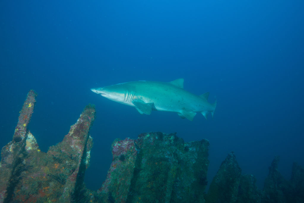 e1d5d58e-98b4-4f99-bb90-6796cd037996